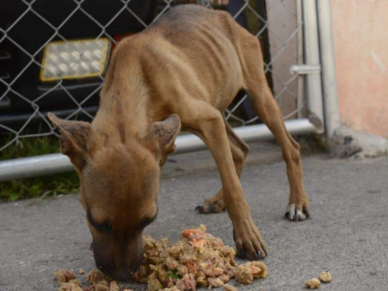 alimentar perritos de la calle