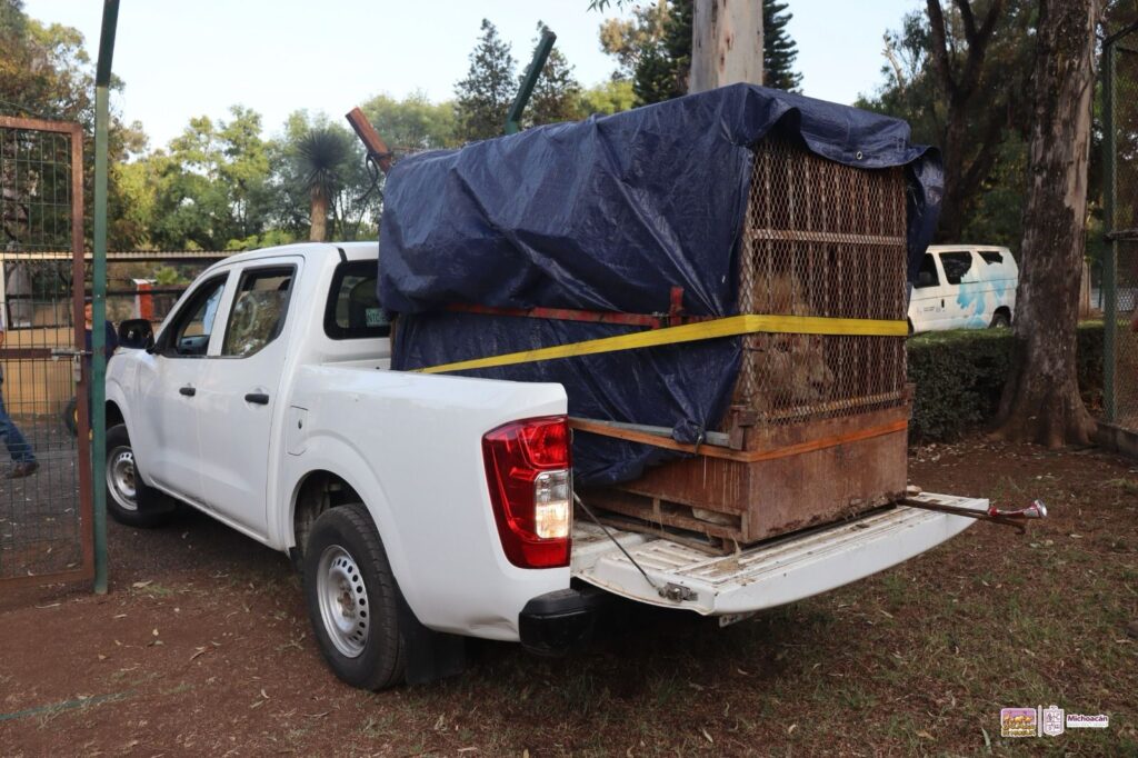 Zoológico de Morelia animales de Profepa