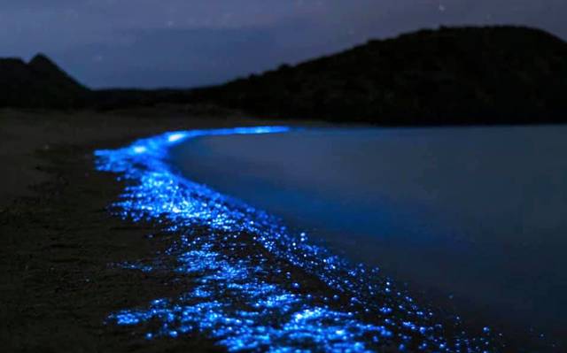 playas de México bioluminiscencia 