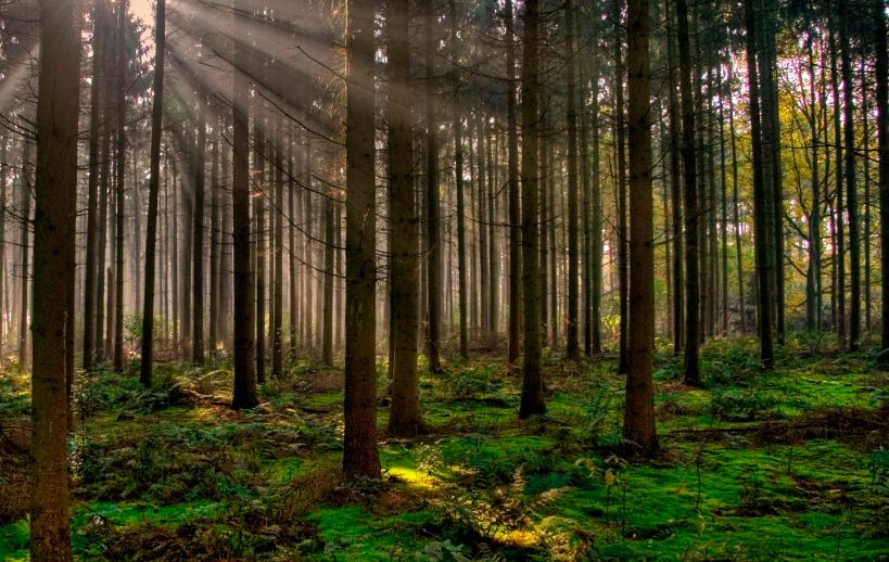 Buscan pena a quien use material orgánico forestal