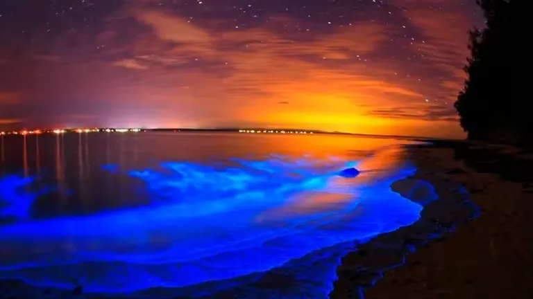 playas de México bioluminiscencia