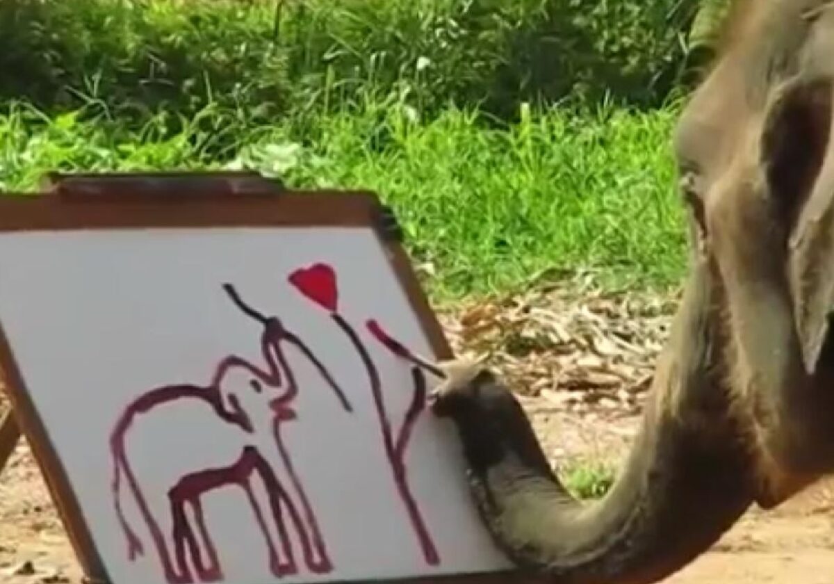 Conoces la historia del elefante pintor