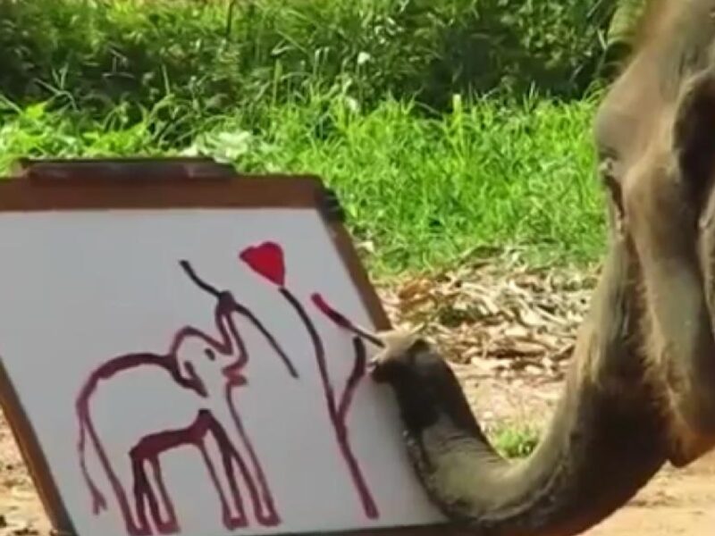 Conoces la historia del elefante pintor