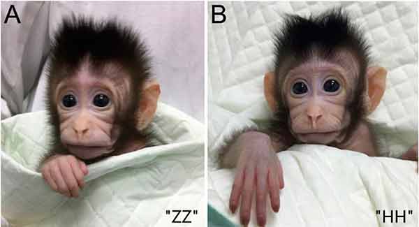 Clonación de mono en China