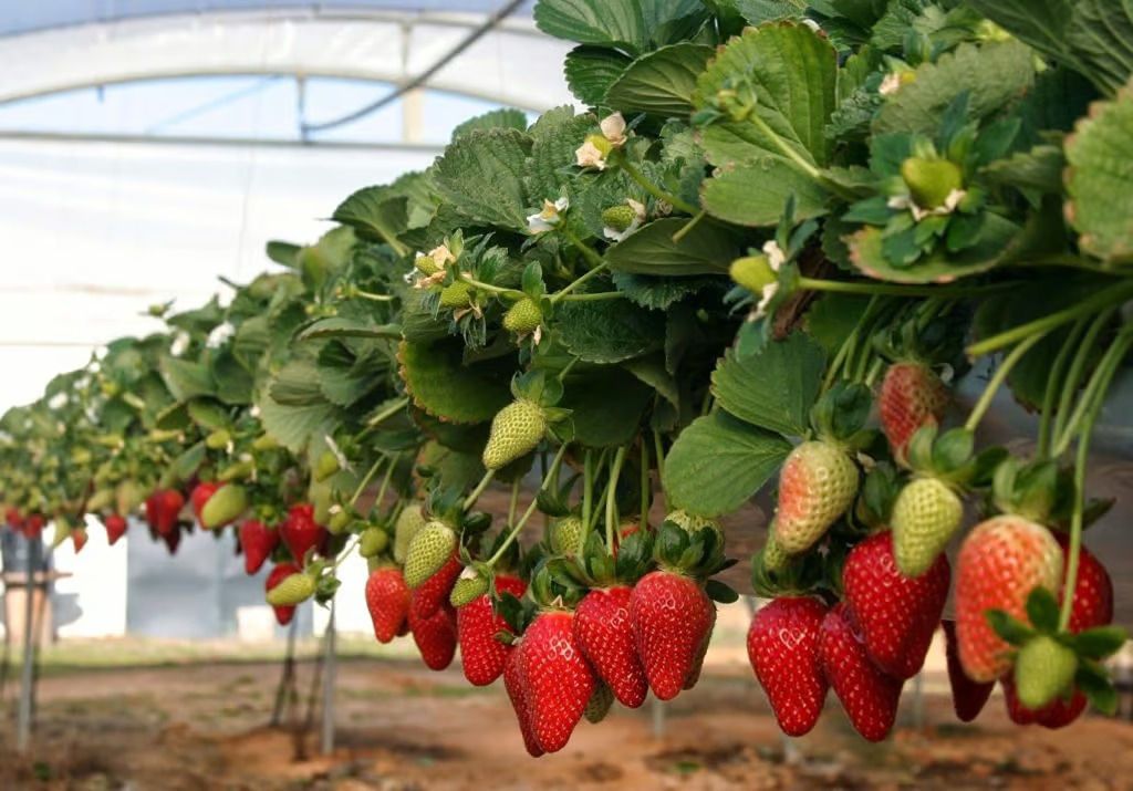 La exportación agrícola en México