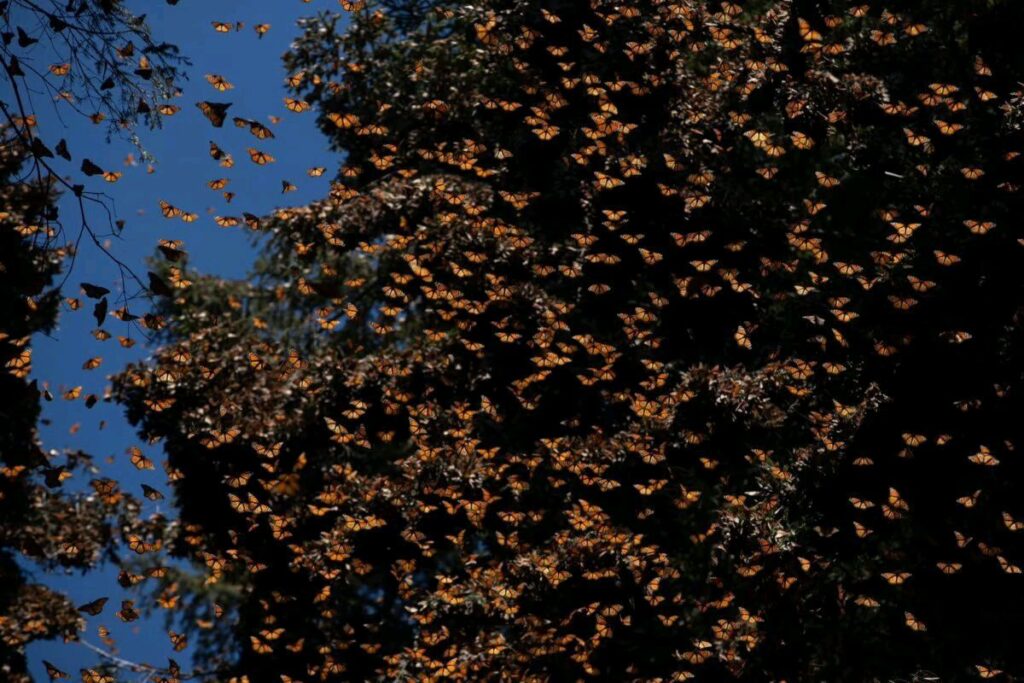 Santuarios de la Mariposa Monarca en Michoacán