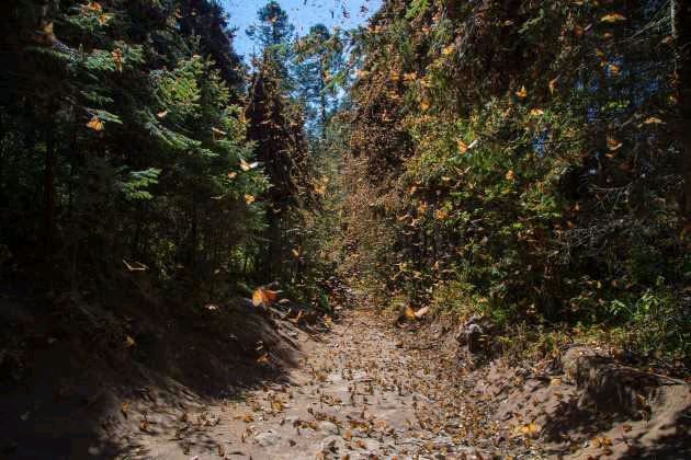 Santuarios de la Mariposa Monarca en Michoacán