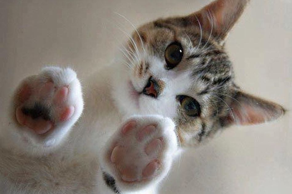 ¿Tu gato amasa? Este es su significado