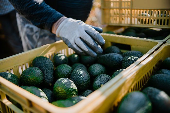 Aguacates que cultuvan en Michoacán