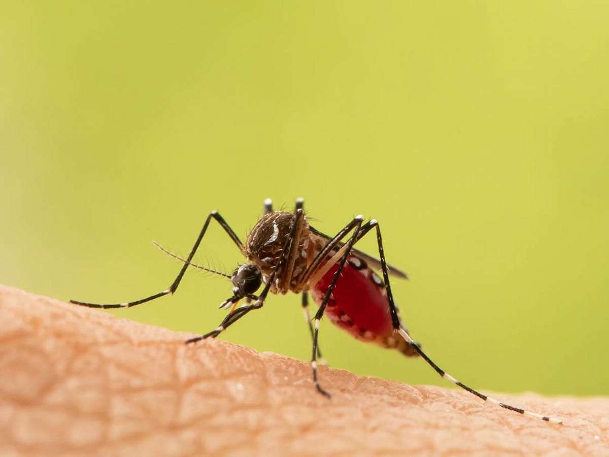 dengue en latinoamérica brasil méxico