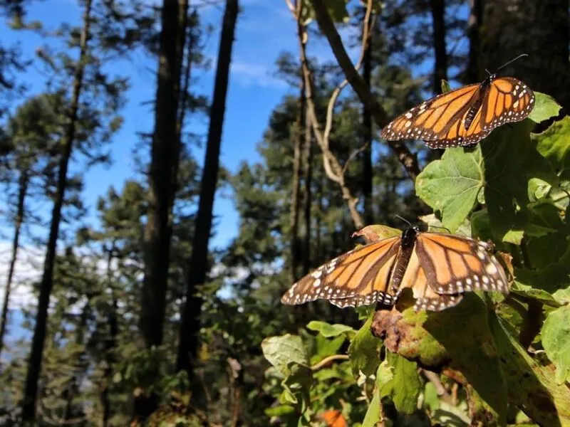 descenso en habitat de la Mariposa Monarca