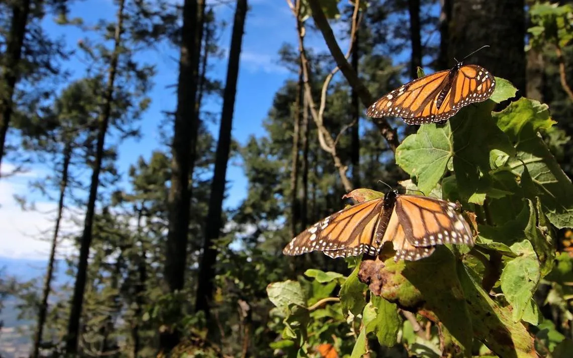 descenso en habitat de la Mariposa Monarca