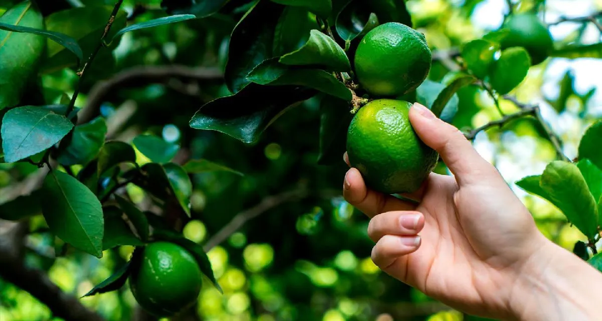 detienen en Buenavista a presunto extorcionador de limoneros