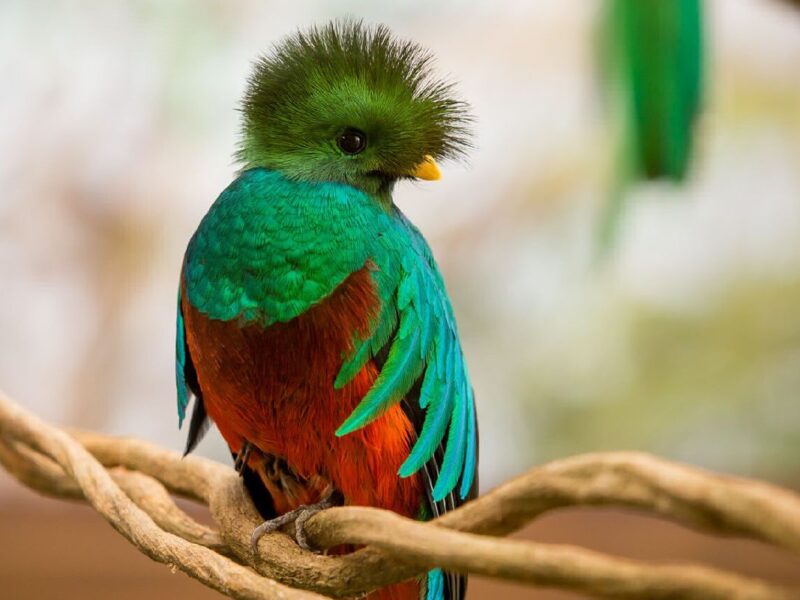 El rescate de un Quetzal en la CDMX