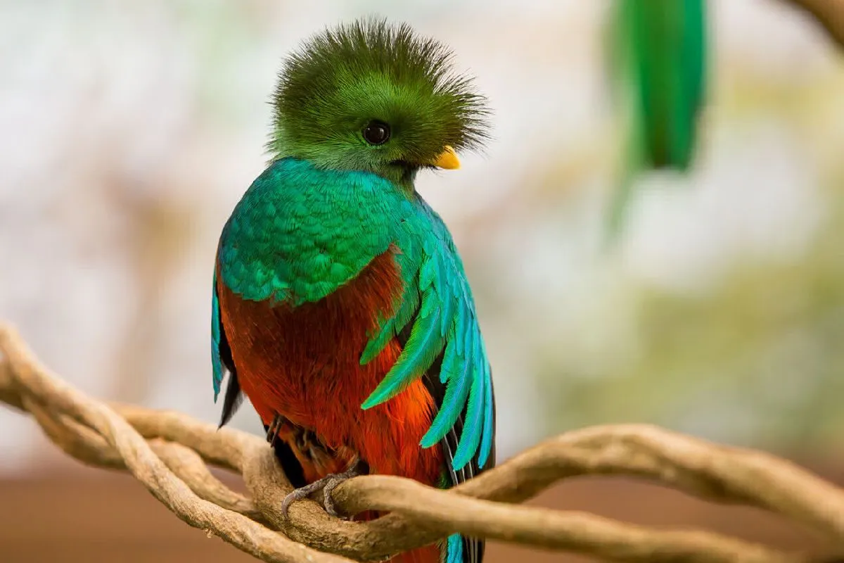 El rescate de un Quetzal en la CDMX