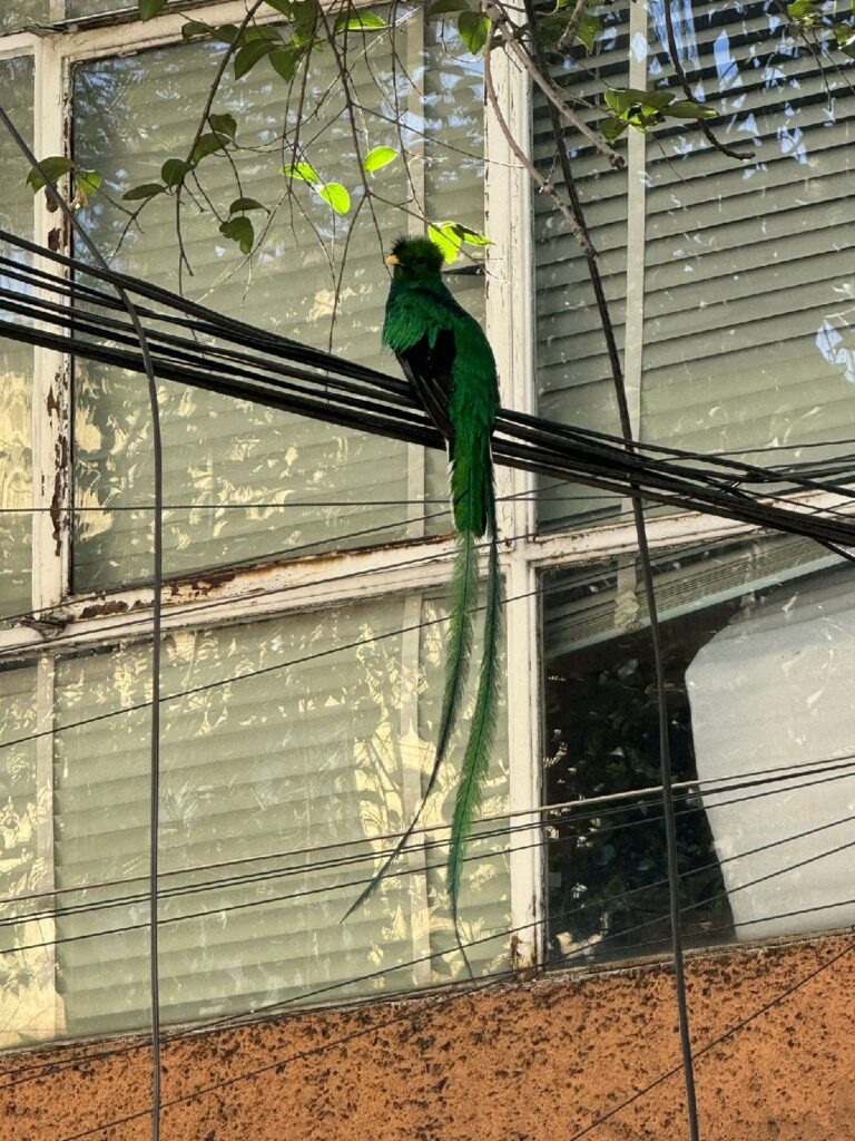 El rescate de un Quetzal en riesco en la CDMX