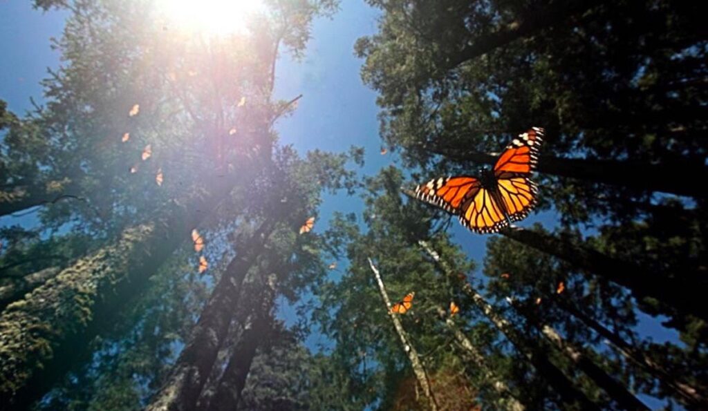 En riesgo población de la Mariposas Monarca