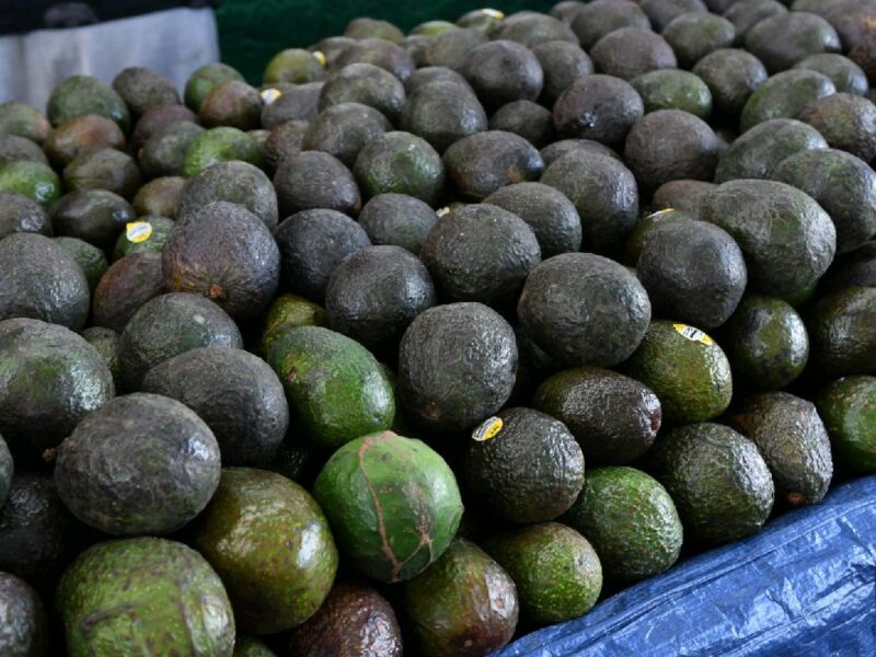 exportación de aguacate super bowl