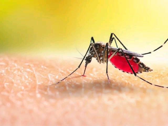 Importante la prevención del dengue en Michoacán