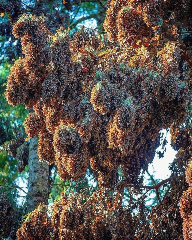 increíble aspecto de la Mariposa Monarca en Michoacán