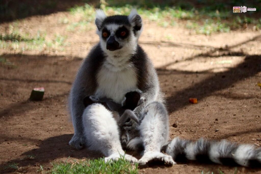 Nacen gemelos de Lémur en el Zoo de Morelia
