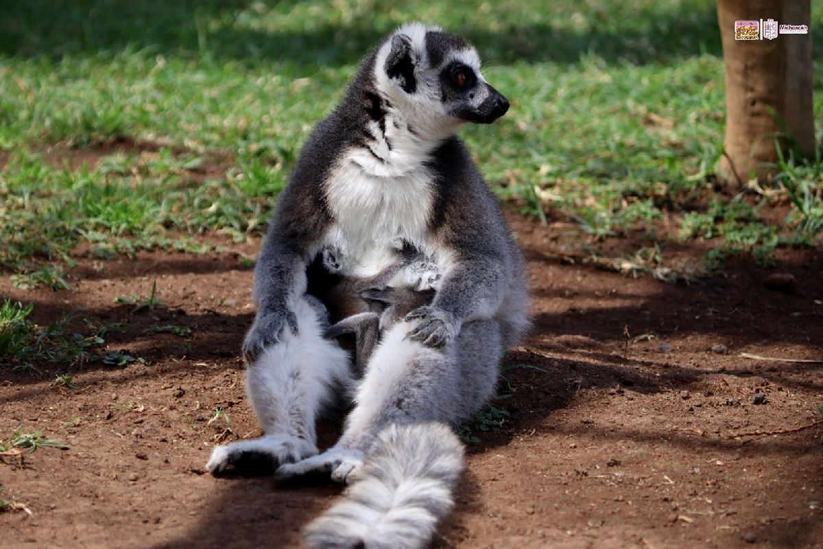 Nacen gemelos de Lémur en el Zoológico de Morelia