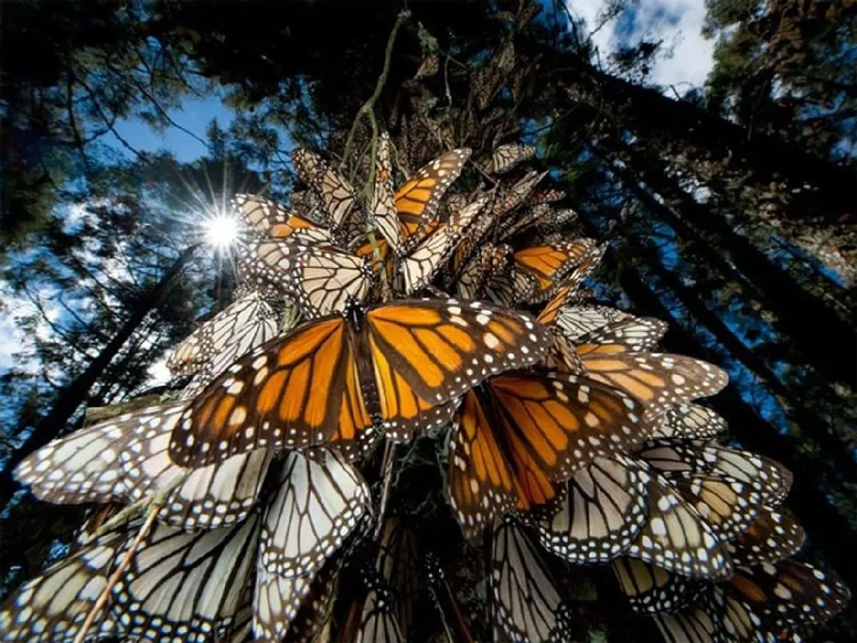 La increíble polinización en la Reserva de la Mariposa Monarca en Michoacán