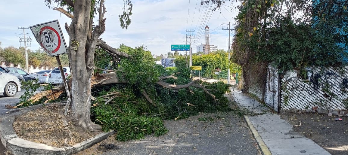 reportan árbol caído en Morelia
