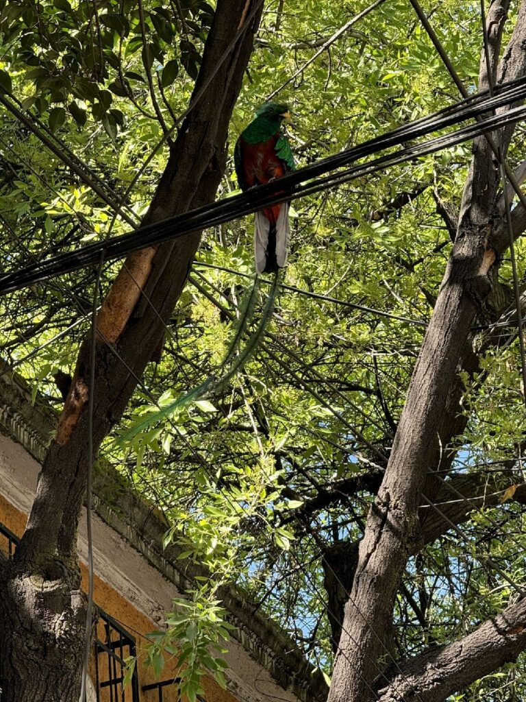 Rescate de un Quetzal en la CDMX