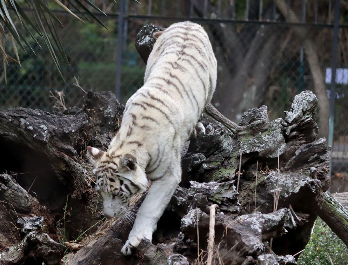 Tigre de Bengala blanco en el Zoo de Morelia