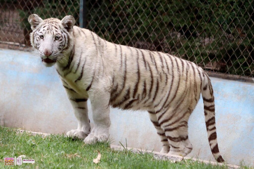 Tigre de Bengala blanco en Zoo de Morelia