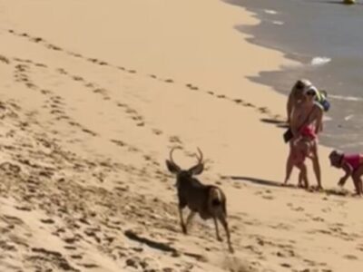 Venado sorprende a turistas en Cabo San Lucas