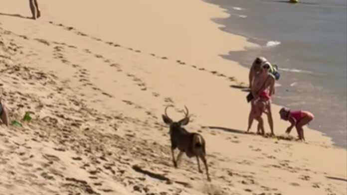 venado sorprende a turistas en Cabo San Lucas