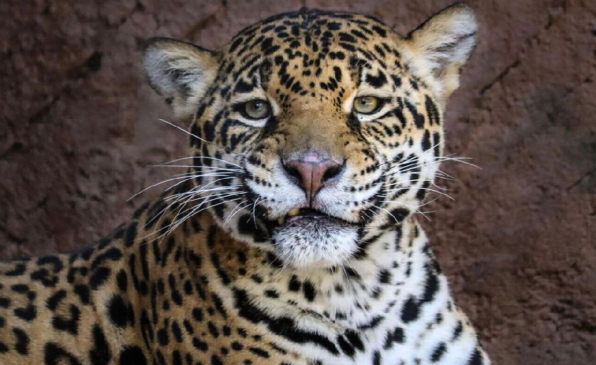 Impulsa zoológico de Morelia conservación de jaguares