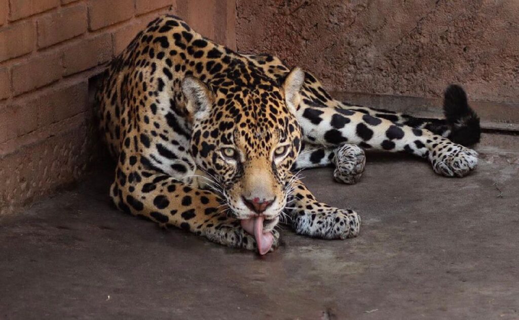 llega pareja de jaguares al parque zoológico de Morelia