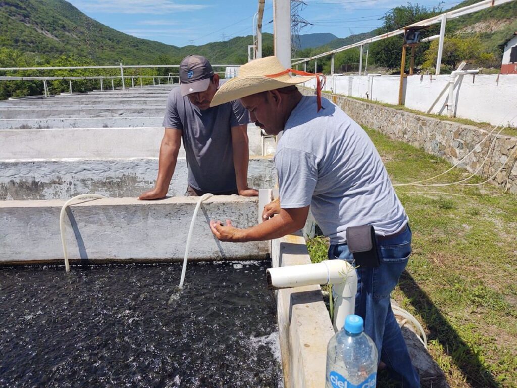 producción piscícola granja