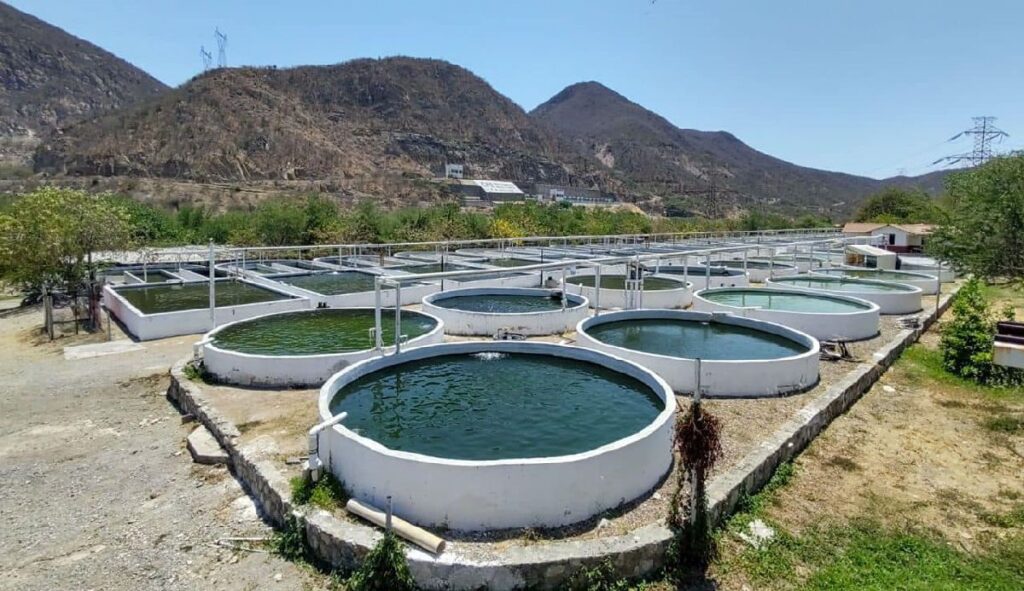 Michoacán y su producción piscícola granja criadero