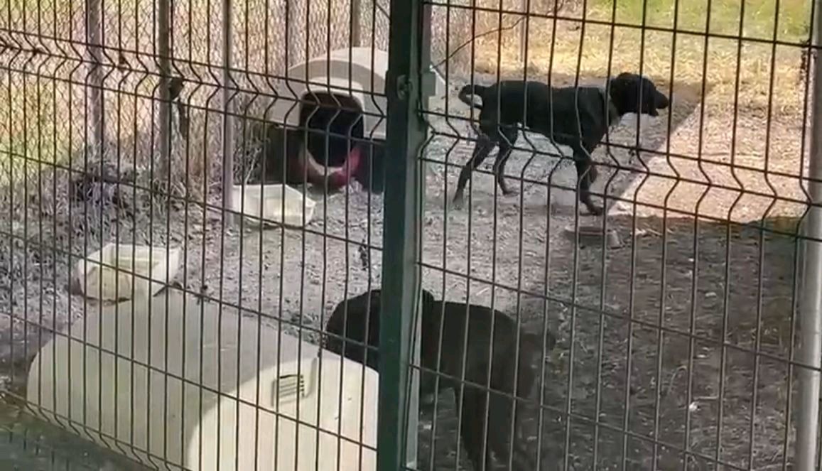 SUEUN denuncia abandono de perros en la UMSNH