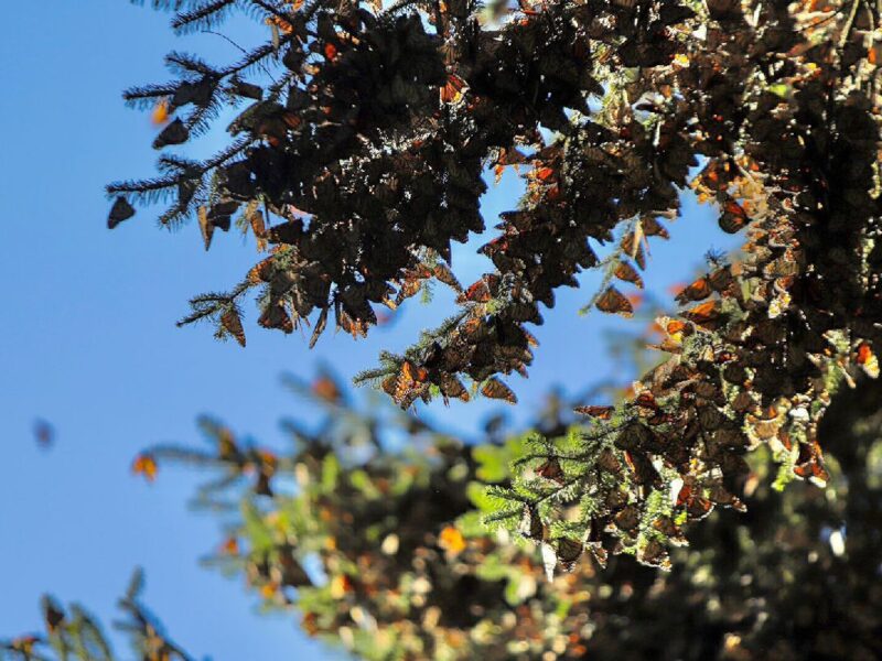 Última Oportunidad para Visitar Santuarios de la Mariposa Monarca