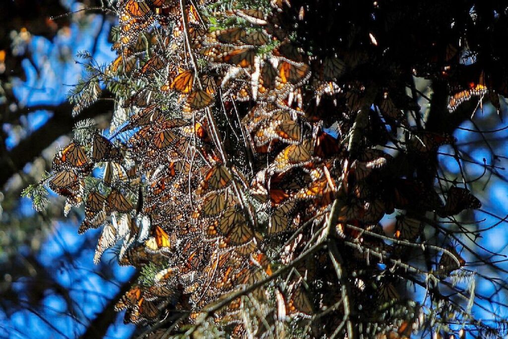 Última oportunidad santuarios Mariposa Monarca - árbol mariposa