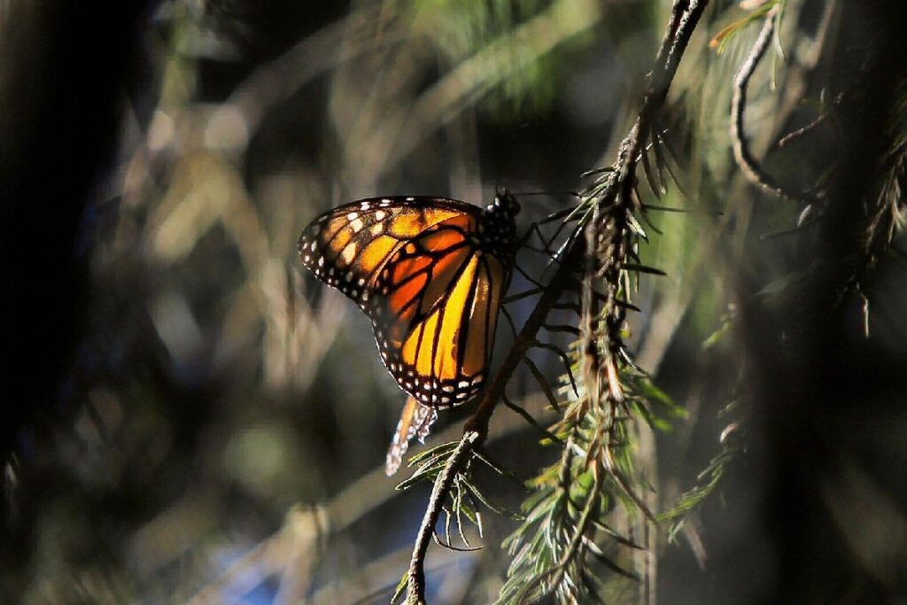 Última oportunidad santuarios Mariposa Monarca - solo mariposa