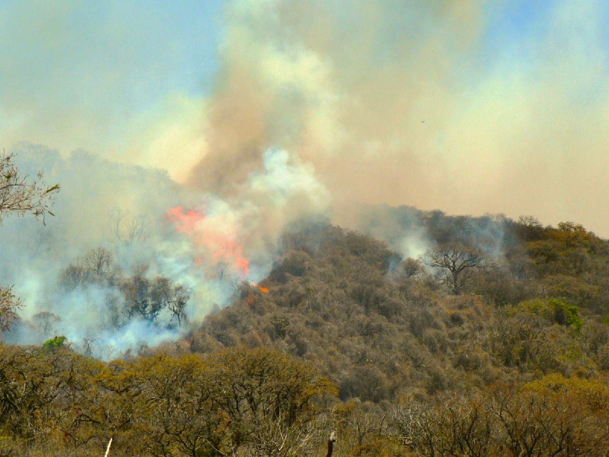 90 por ciento de los incendios forestales en Michoacán son provocados