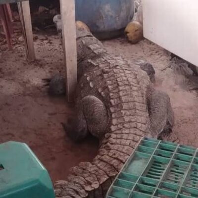 Pánico en Playa Linda: cocodrilo de tres metros visita restaurantes