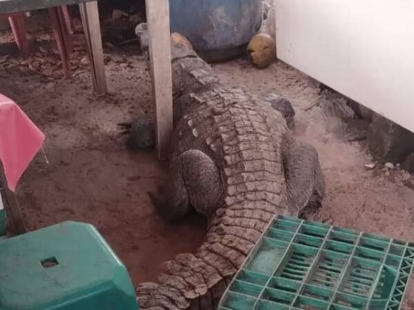 Pánico en Playa Linda: cocodrilo de tres metros visita restaurantes