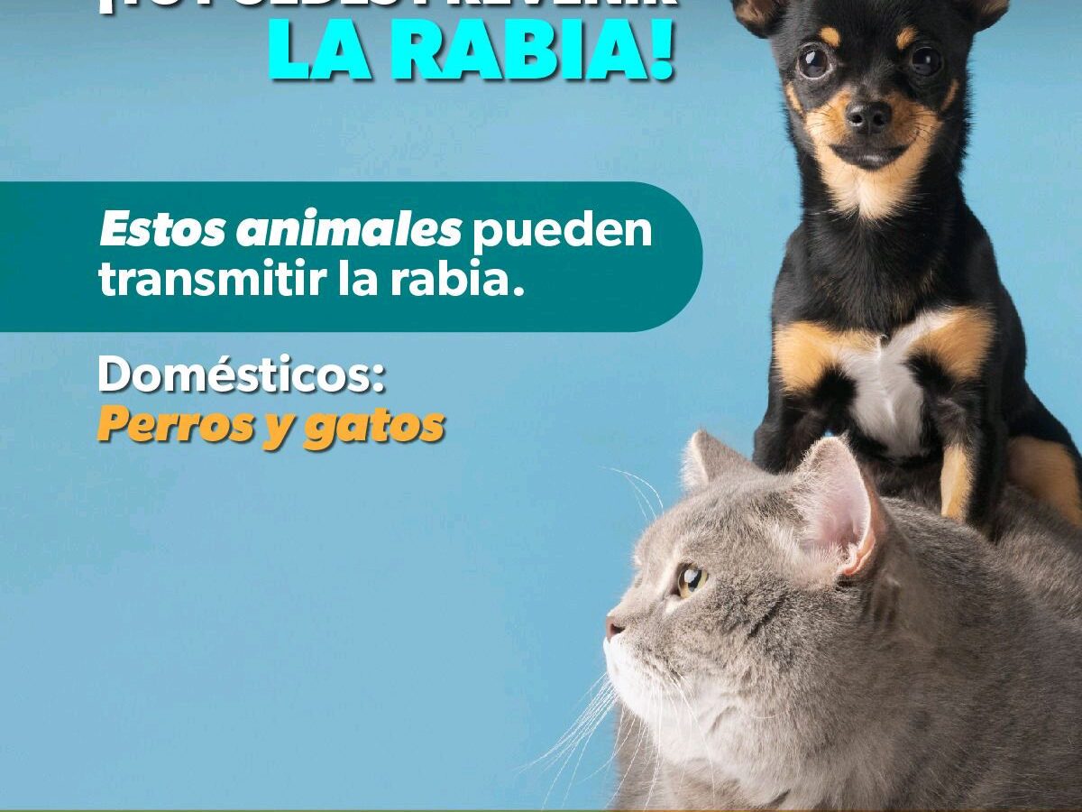 Protege a tus mascotas con vacunación antirrábica gratuita en Michoacán