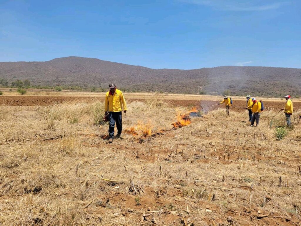 brigadas incendio forestal en chilchota 1