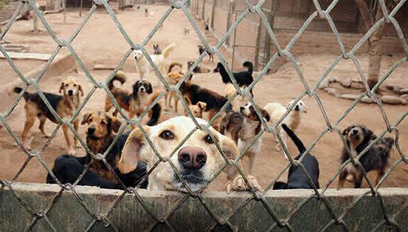 buscan apoyo de la Guardia Nacional para albergue animal