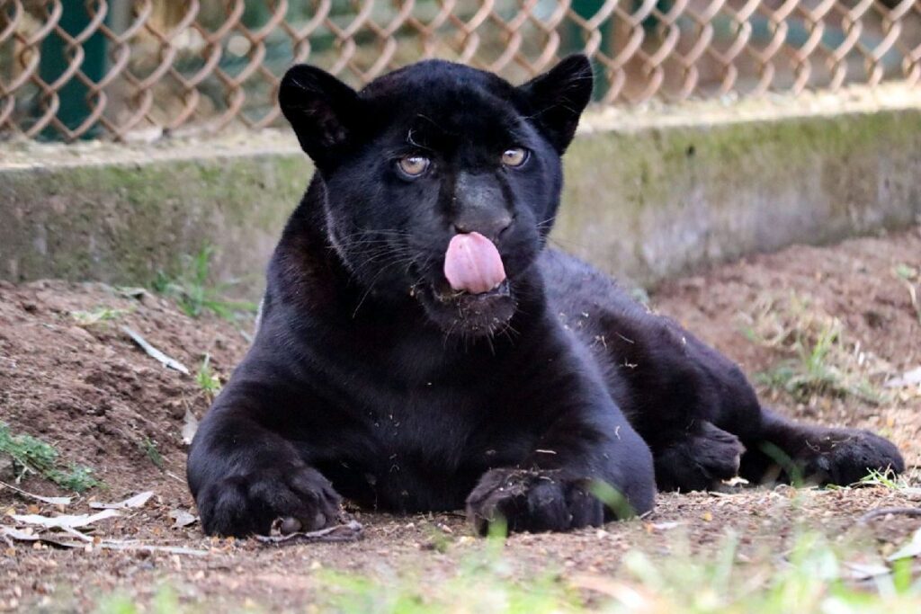 Culpa Zoológico de Morelia a OOAPAS por muerte de jaguar