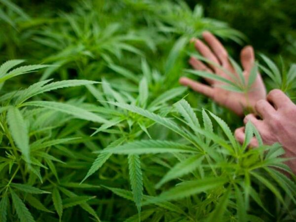 Día Mundial del Cannabis: Un Símbolo de Cambio y Cultura