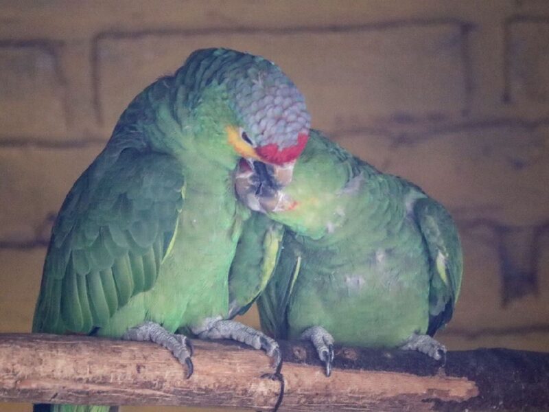 Eclipse solar “engañará” a animalitos del Zoológico de Morelia